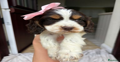 Cocker Spaniel dogs - Advert 14