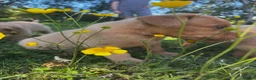 Labrador Retriever dogs for sale: Ready to Leave - Labrador puppies  in Leeds - Advert 2