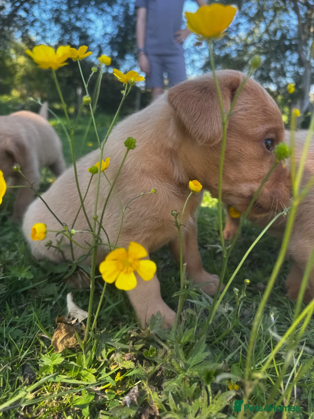 Labrador Retriever dogs for sale: Ready to Leave - Labrador puppies  in Leeds - Advert 2