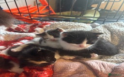 Mixed Breed cats for sale: 3 beautiful Kittens for sale  - Image 6
