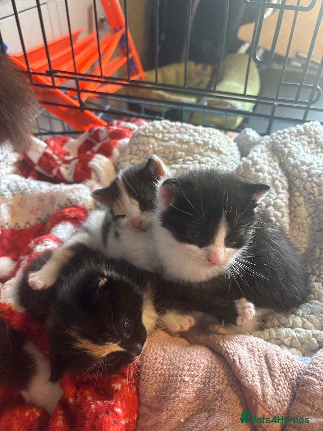 Mixed Breed cats for sale: 3 beautiful Kittens for sale  - Image 6