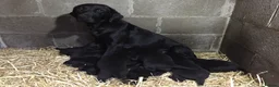 Labrador Retriever dogs for sale: KC reg Labrador Dog pup in Ripon - Advert 2