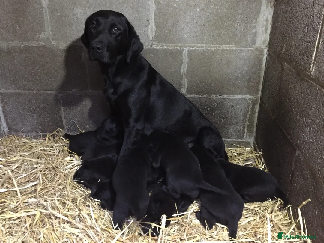 Labrador Retriever dogs for sale: KC reg Labrador Dog pup in Ripon - Advert 2