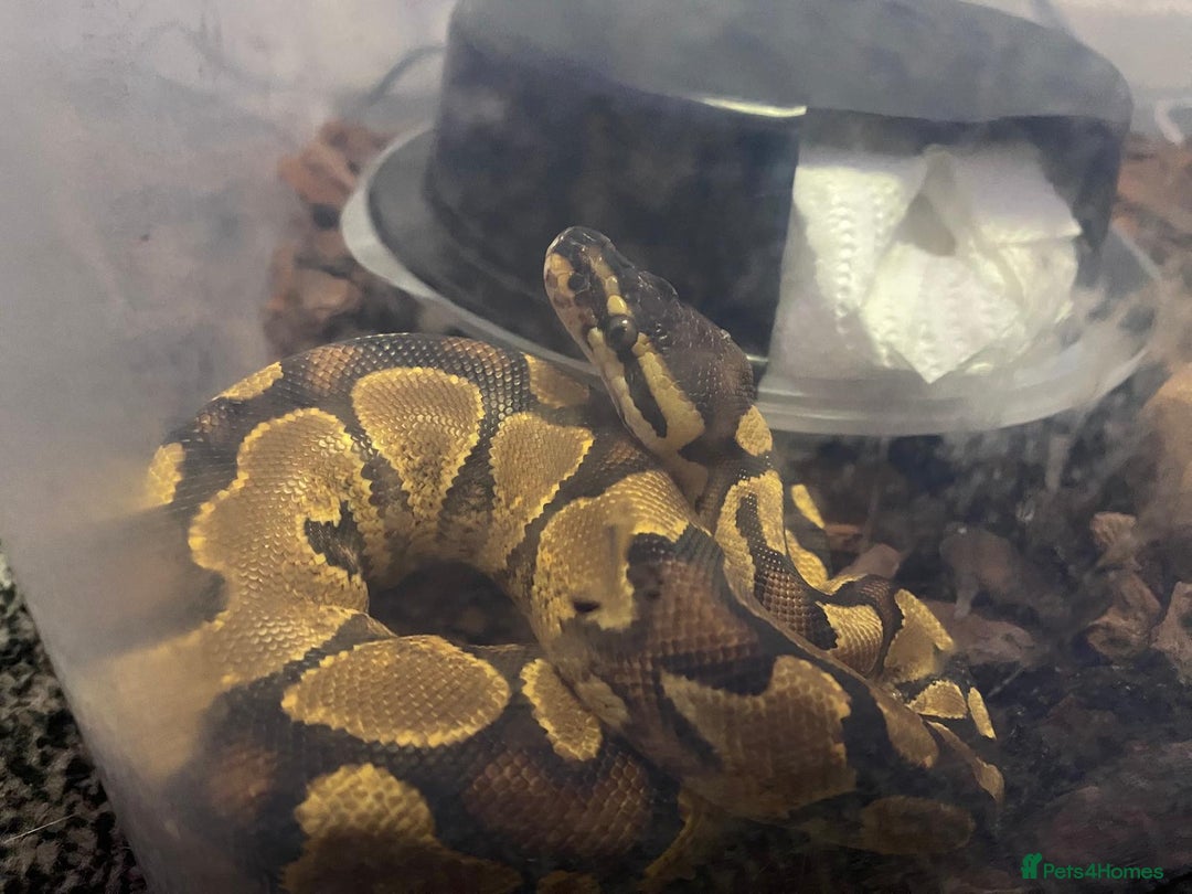 Python Snake reptiles for sale: Female ball python - Image 3
