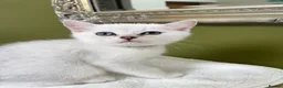 British Shorthair cats for sale: BSH Silver/Black Tipped Boys GCCF Registered  - Advert 12