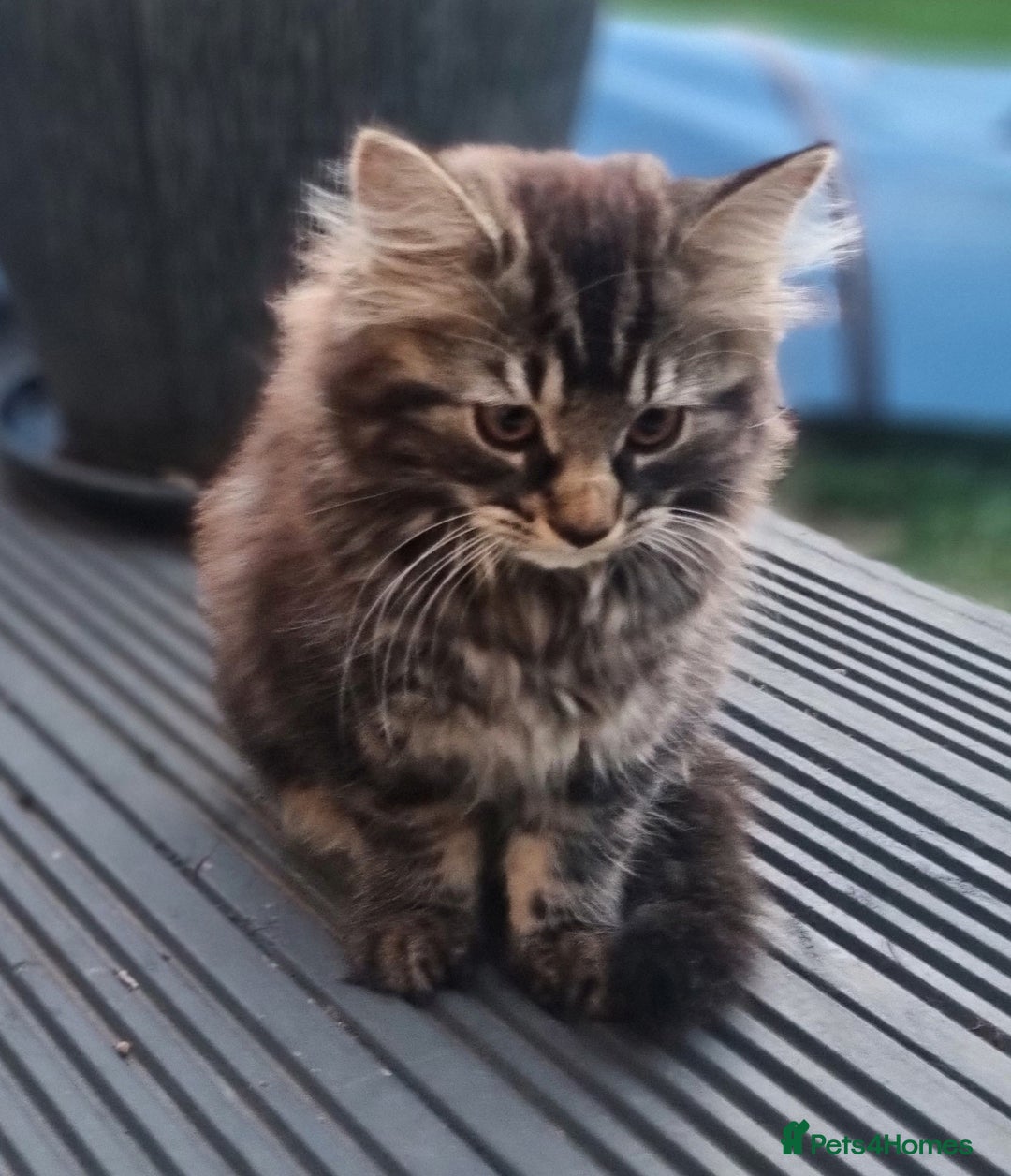 Mixed Breed cats for sale: Cute kittens - Image 29