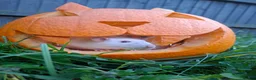 Rat rodents for sale: (with cage) 2 FEMALE RATS in Bolton - Advert 7