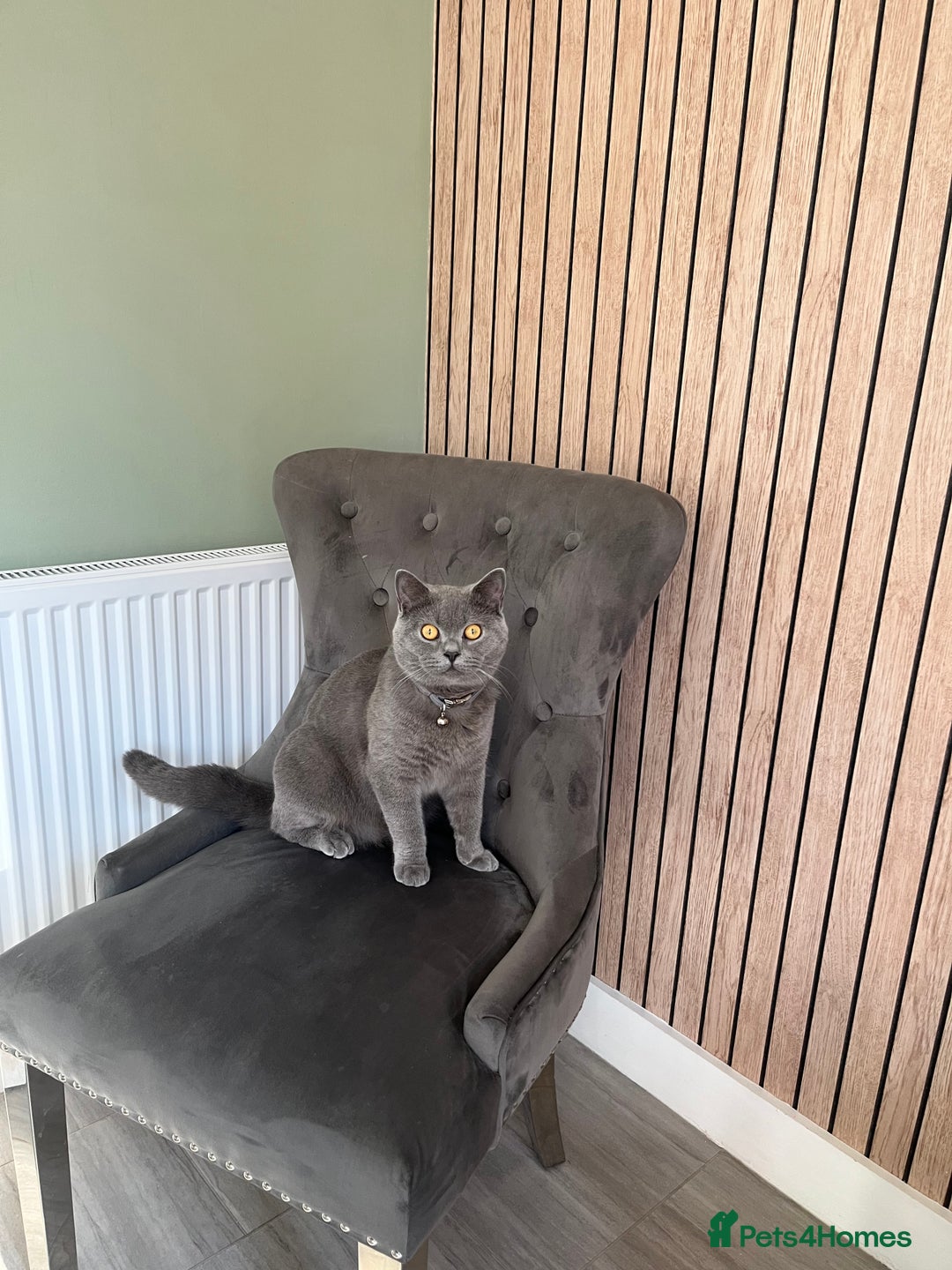 British Shorthair cats for sale: British Shorthair Boy - Advert 9
