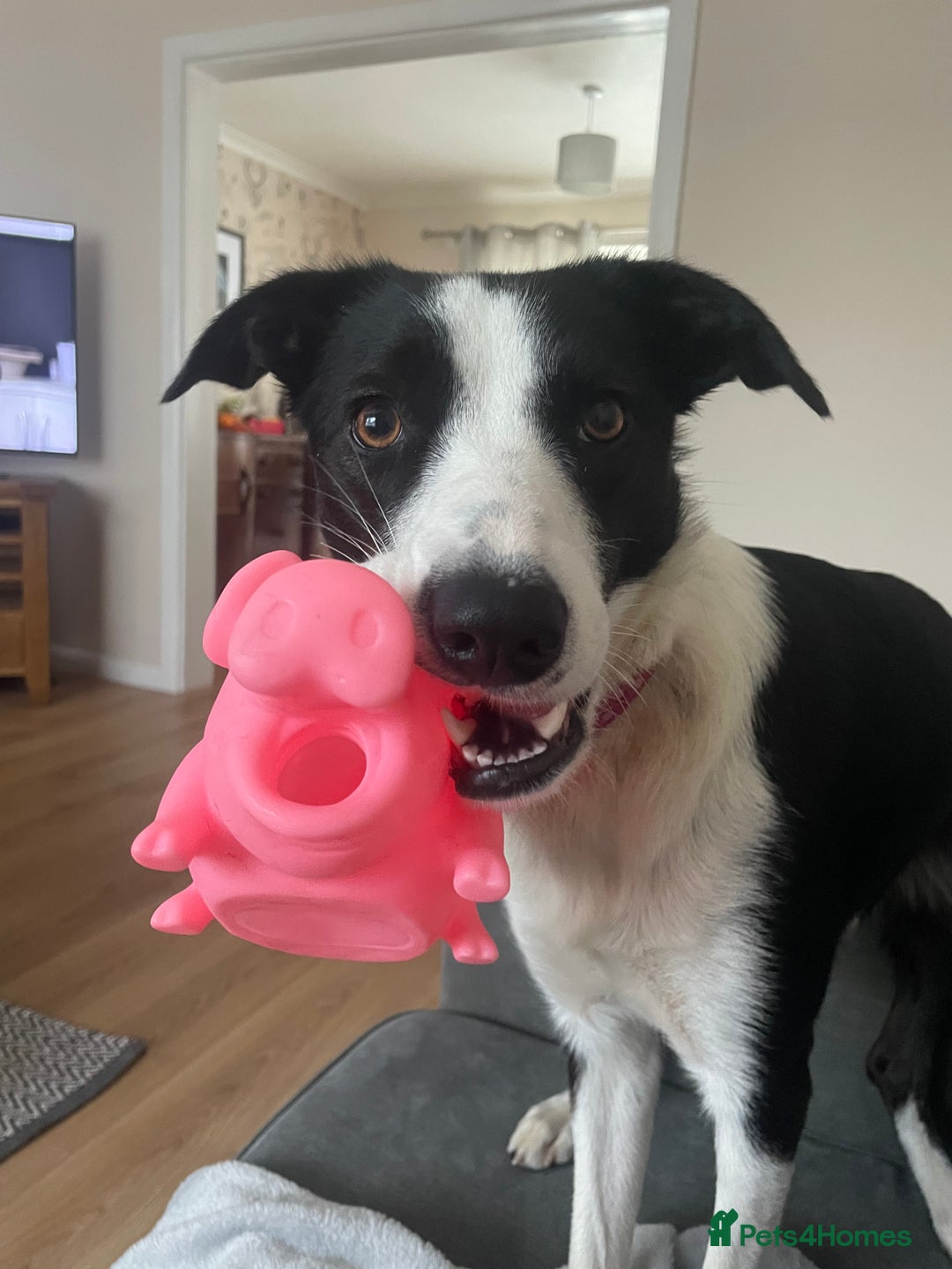 Border Collie dogs for sale: Sad rehome due to change in circumstances  - Image 9