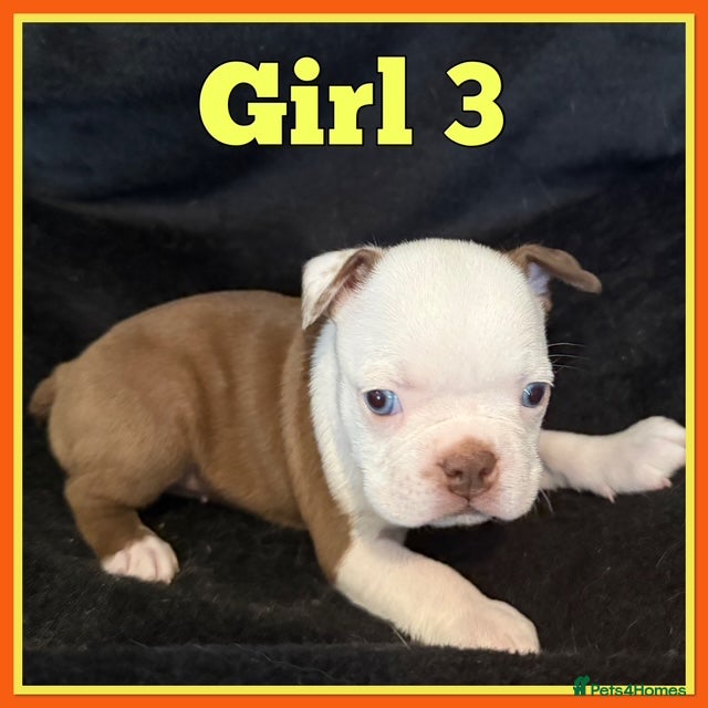 Boston Terrier dogs KC Registered Boston Terrier - Advert 1