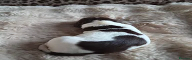 English Springer Spaniel 2