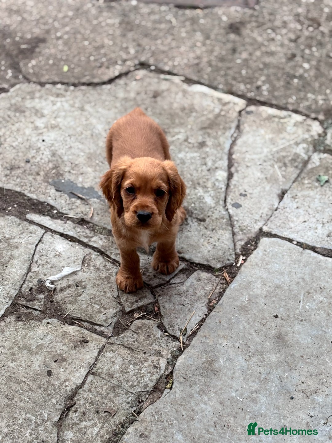 Cocker Spaniel dogs for sale: Working Coker spaniels  in Worcester - Image 1