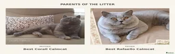 British Shorthair cats for sale: Beautiful Pedigree BSH Kittens-Calmcat - Advert 2