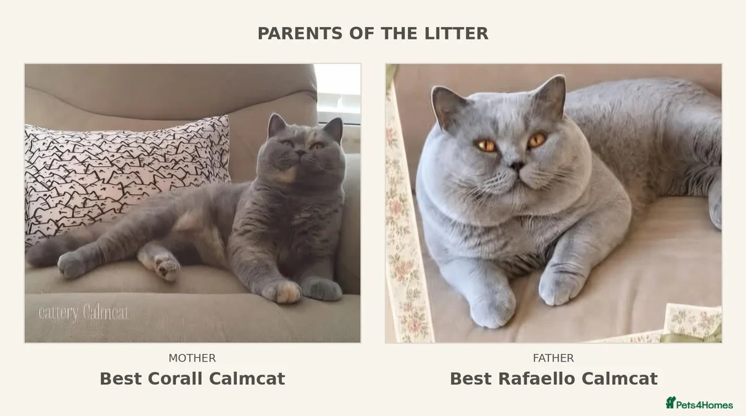 British Shorthair cats for sale: Beautiful Pedigree BSH Kittens-Calmcat - Advert 2