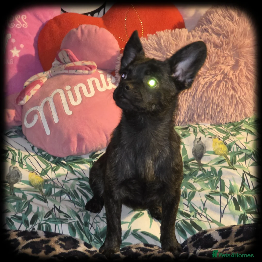 French Bulldog dogs for sale: ❤️⭐️ ONE Frenchie Pom GIRL LEFT ❤️⭐️ - Advert 14