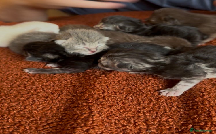 Perdoll cats - Advert 1