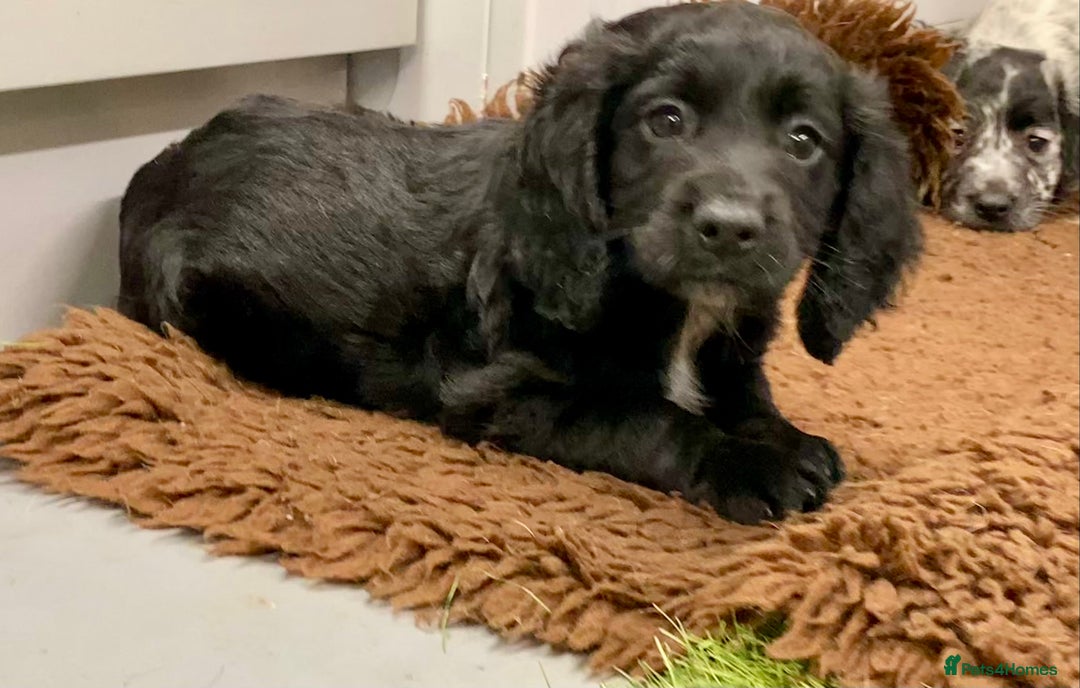 Cocker Spaniel dogs for sale: Cocker Spaniel puppies - Image 8