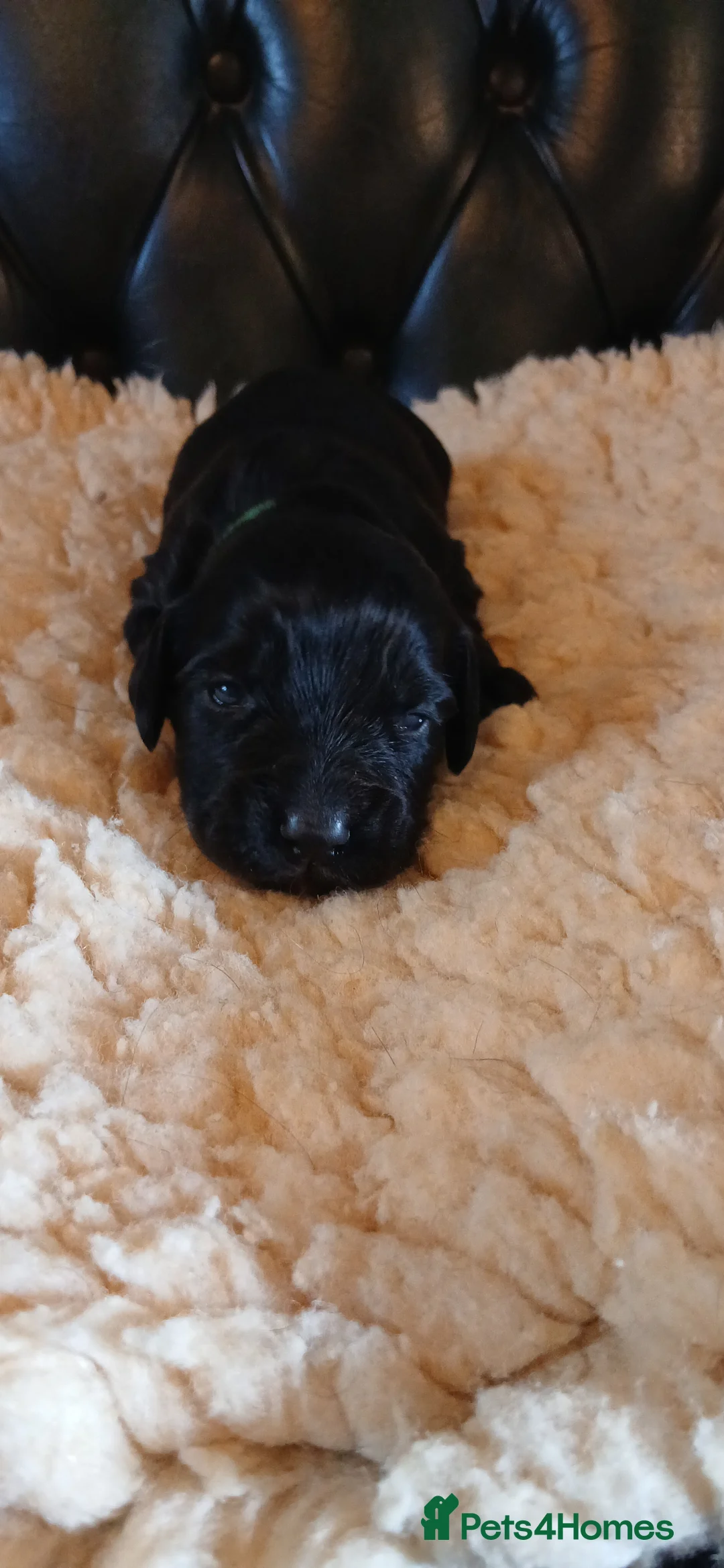 Cocker Spaniel dogs for sale: Kc Reg Health tested working Cocker spaniels  - Advert 15