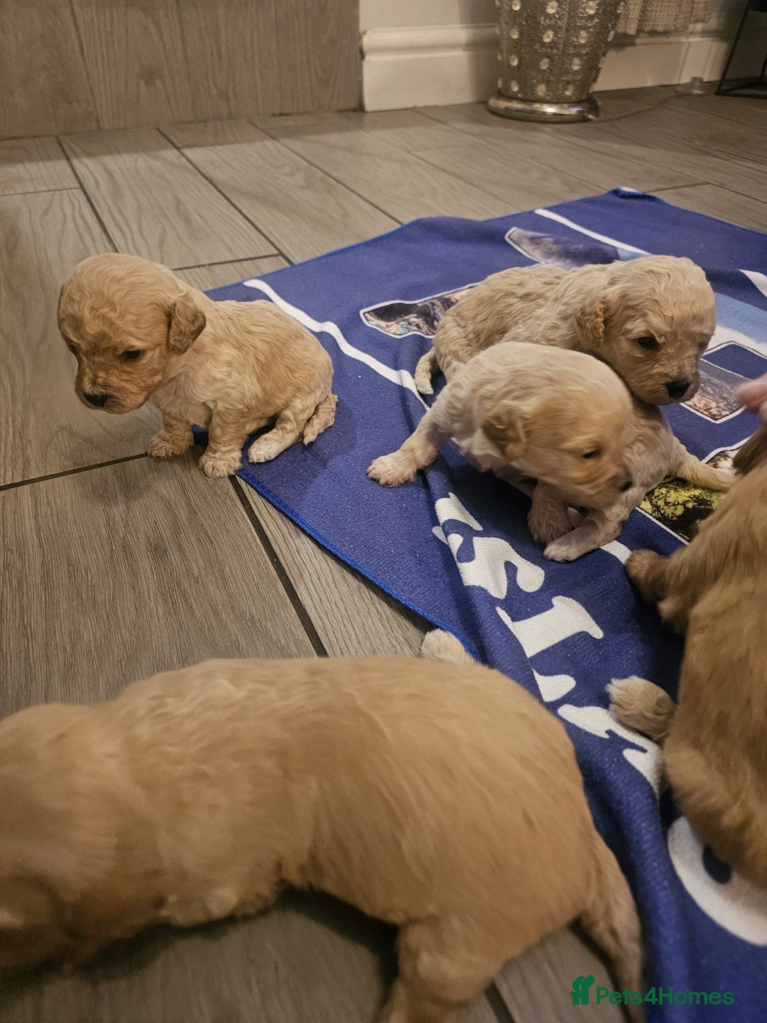 Mixed Breed dogs for sale: Cavachon Puppies for Sale  - Image 5