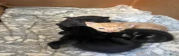Mixed Breed cats for sale: Beautiful kittens - Advert 5