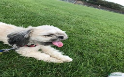 Shih Tzu dogs for sale: Buddy miniature shih tzu  - Image 4