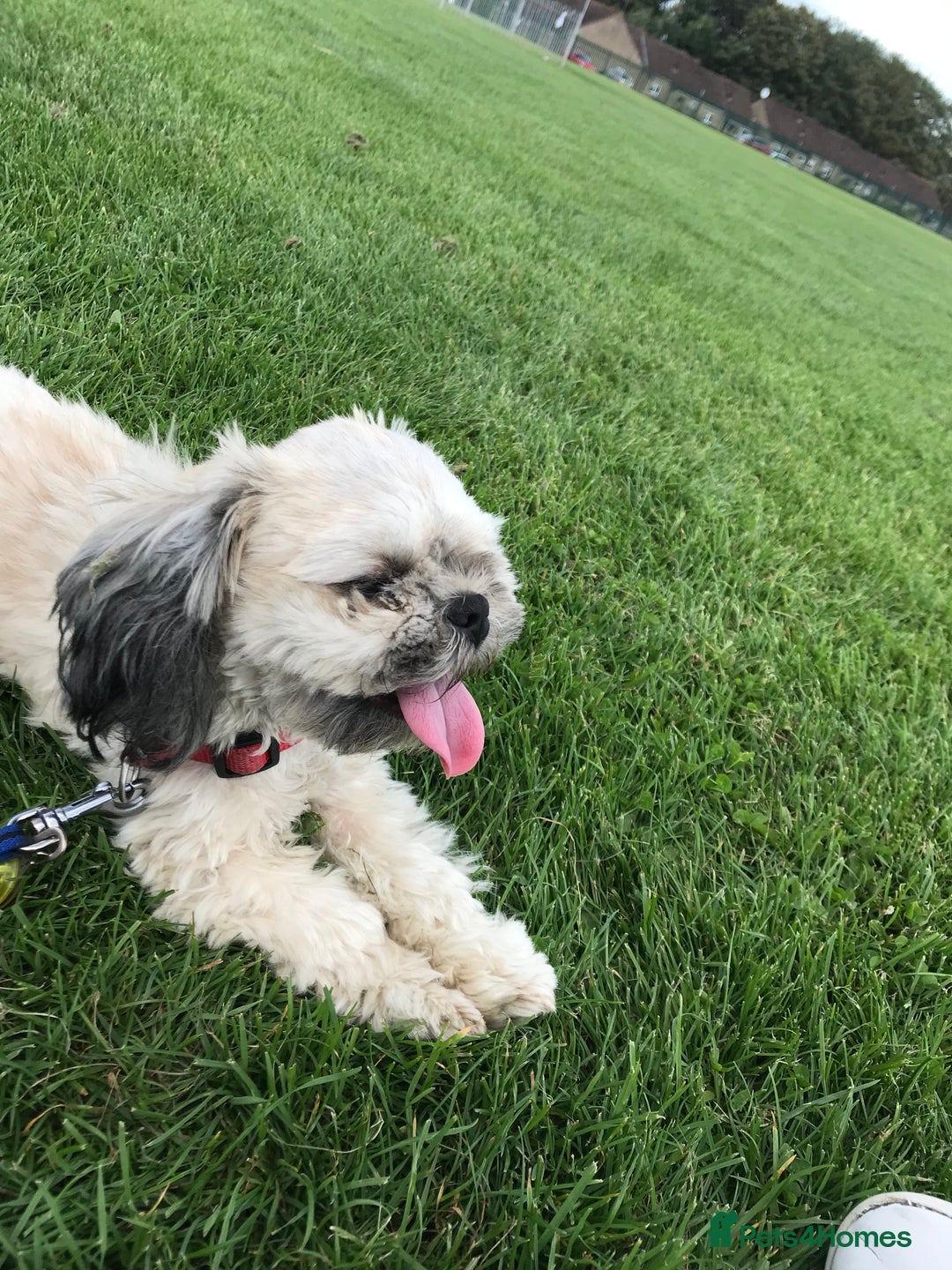 Shih Tzu dogs for sale: Buddy miniature shih tzu  - Image 4