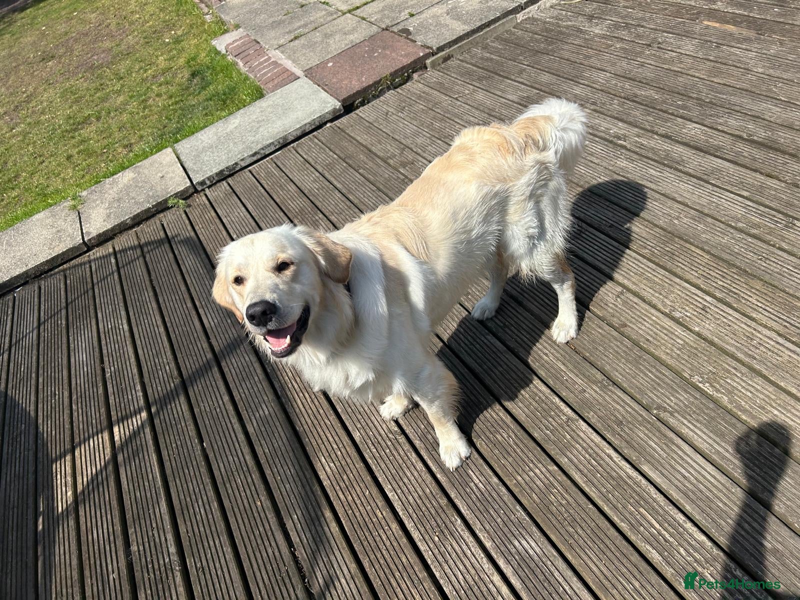 Golden Retriever dogs Male golden retriever  - Advert 15