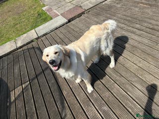 Golden Retriever dogs Male golden retriever - Advert 15