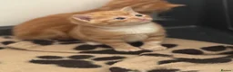 Domestic Shorthair cats for sale: Stunning ginger kittens  in Kinross - Advert 9