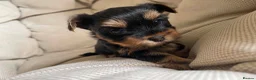 Yorkshire Terrier dogs for sale: Adorable Yorkshire Terrier Puppies 🐾❤️ - Advert 5