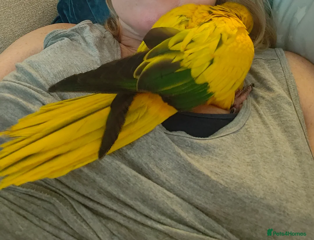 Conures birds for sale: Golden Conure Queen of Bavaria Female Baby 7 mths in Knutsford - Advert 3