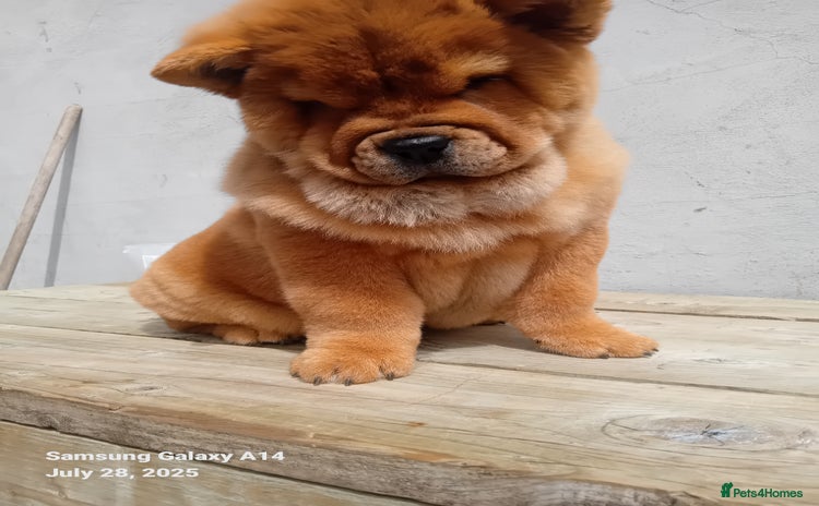 Chow Chow dogs - Advert 2