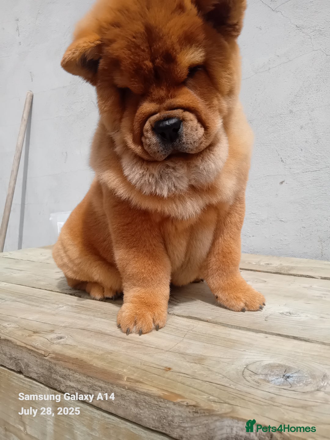 Chow Chow dogs for sale: BEAUTIFUL GIRL LEFT! READY NOW!! - Image 1
