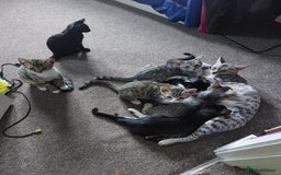 Savannah cats for sale: Playful Savannah F5 Mix Kittens for Loving Homes - Image 26