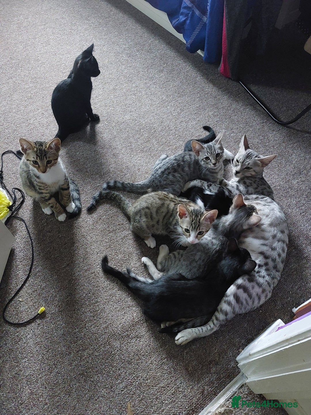 Savannah cats for sale: Playful Savannah F5 Mix Kittens for Loving Homes - Image 26