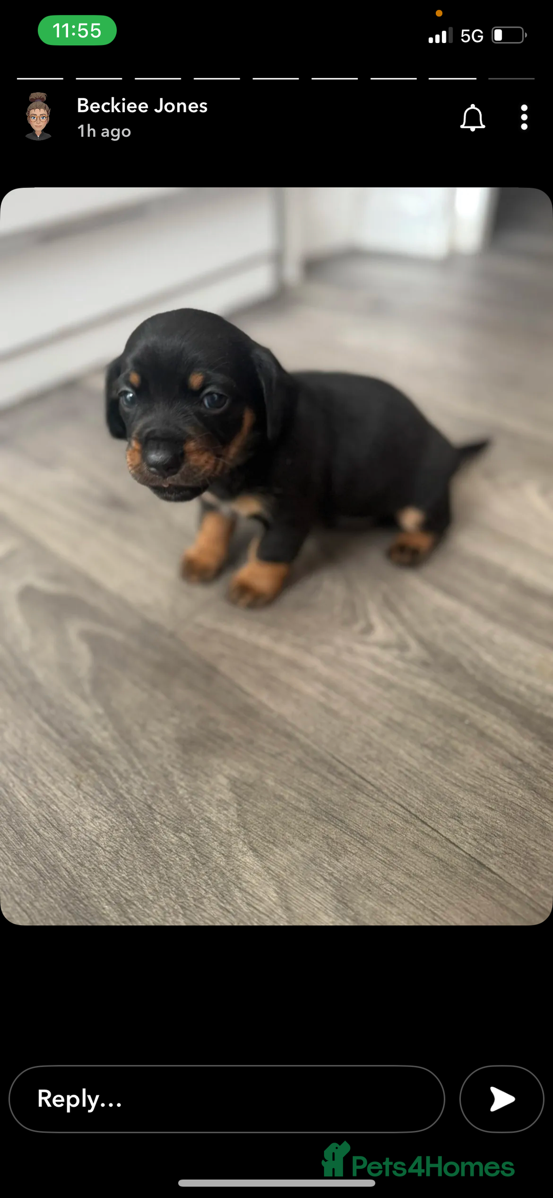 Mixed Breed dogs for sale: Dameranian Puppies  - Advert 4