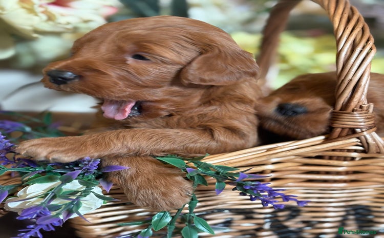 Mini Goldendoodle dogs - Advert 1