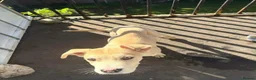 Mixed Breed dogs for adoption: Dougie - Advert 10