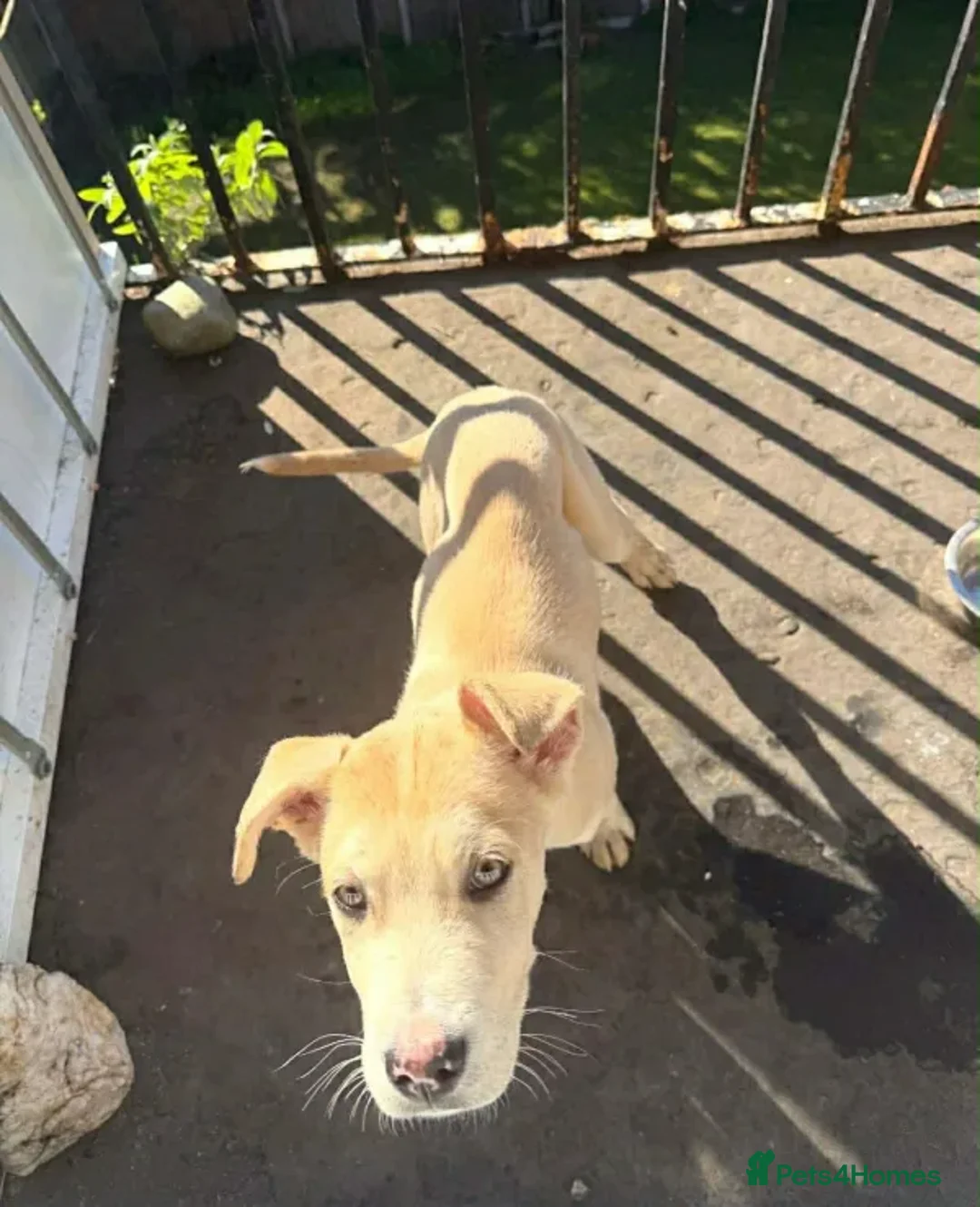 Mixed Breed dogs for adoption: Dougie - Advert 10