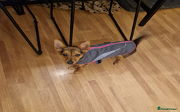Mixed Breed dogs for sale: Miniature pinscher cross  - Image 4