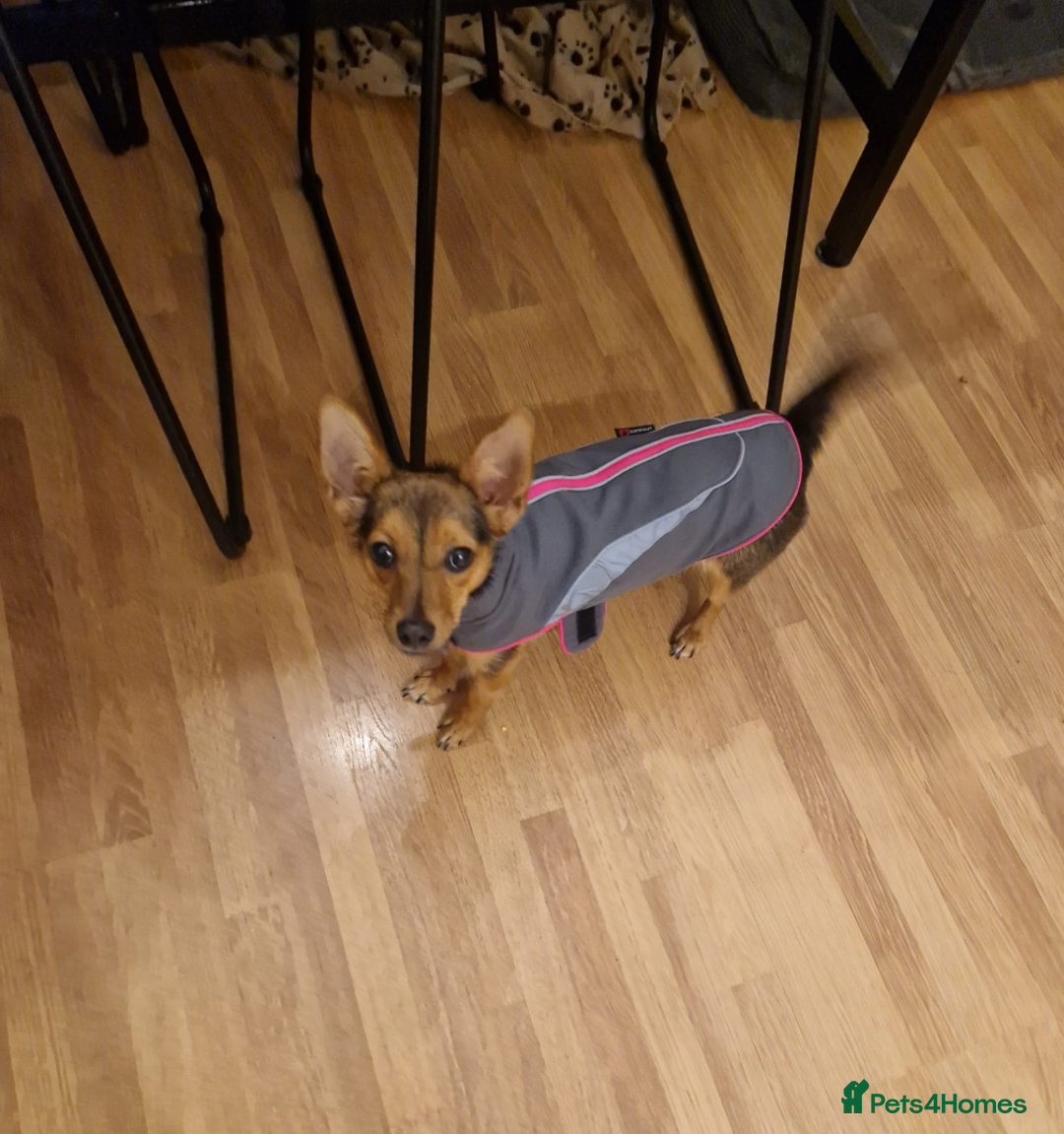 Mixed Breed dogs for sale: Miniature pinscher cross  - Image 4