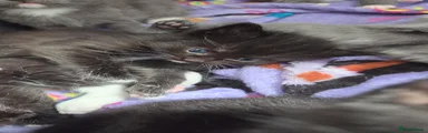 Mixed Breed Kitten 2