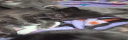 Mixed Breed cats for sale: 5 beautiful black and white kittens - Advert 9