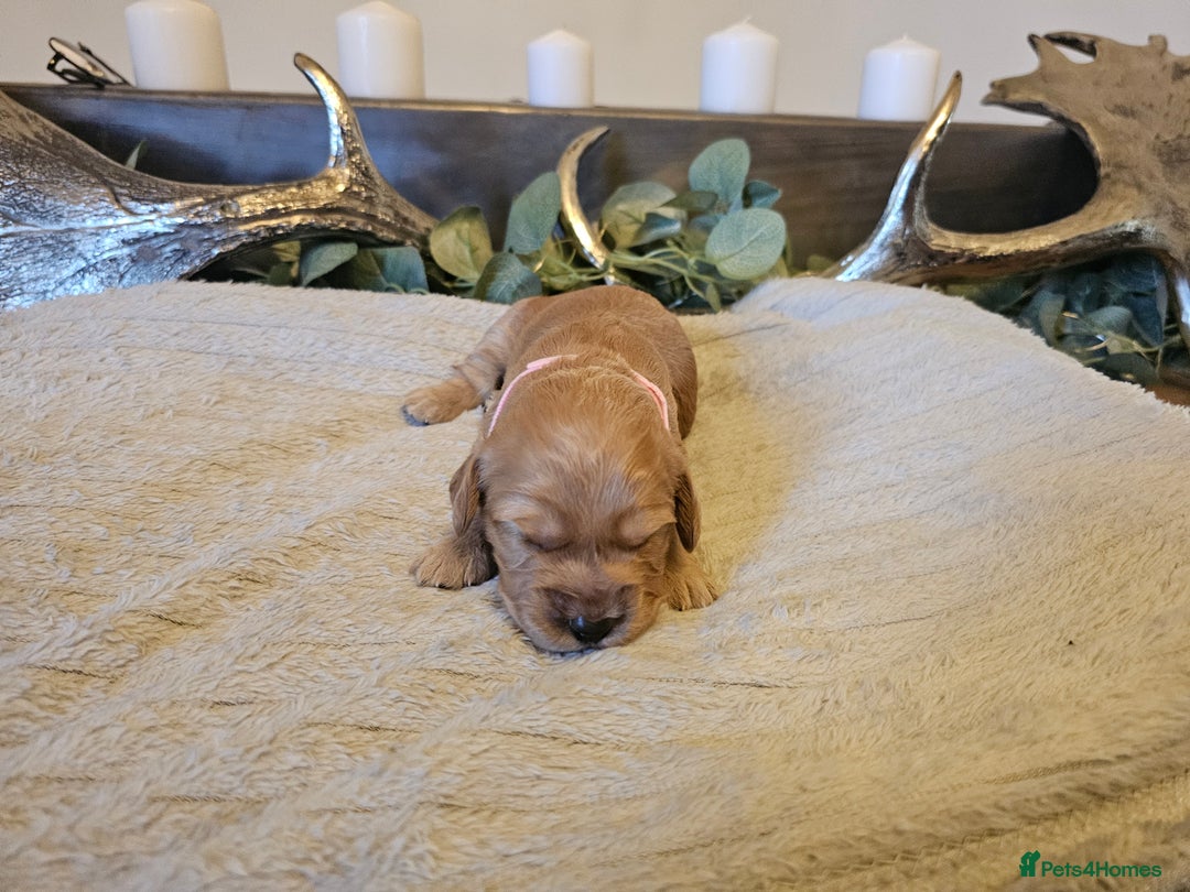 Cockapoo dogs for sale: Cockapoo puppies for sale  - Advert 5