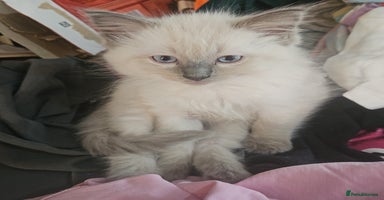 Ragdoll cats - Advert 1