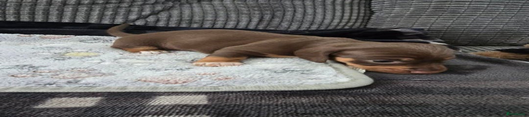 Miniature Dachshund Puppy 2