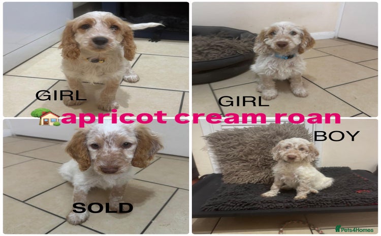 Cockapoo dogs - Advert 2
