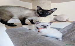 Ragamese cats for sale: 💎 🐾 🧡 Female Ragamese Kitten 🧡 🐾 💎 - Image 12