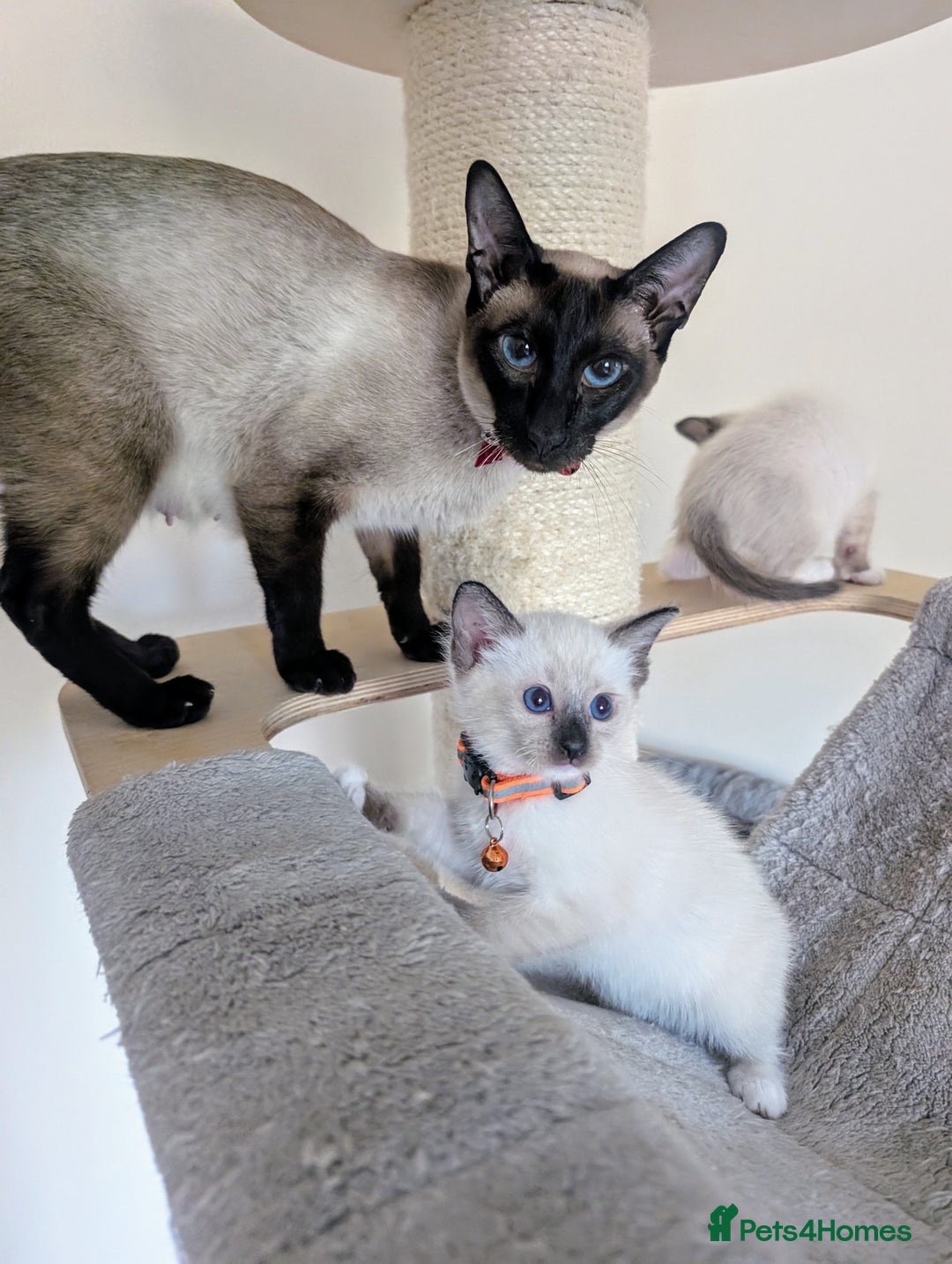 Ragamese cats for sale: 💎 🐾 🧡 Female Ragamese Kitten 🧡 🐾 💎 - Image 12