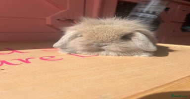 Mini Lop rabbits - Advert 3